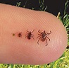 Deer tick size from newly hatched to adult 
